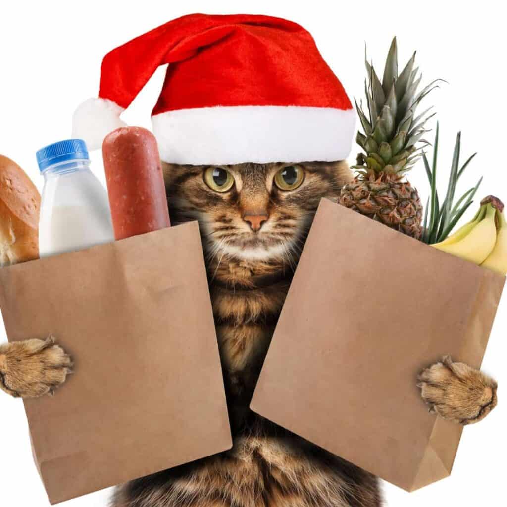 Best Cat Food Reviews We Help You Find The Best Food For Your Cat best-cat-food-reviews-we-help-you-find-the-best-food-for-your-cat