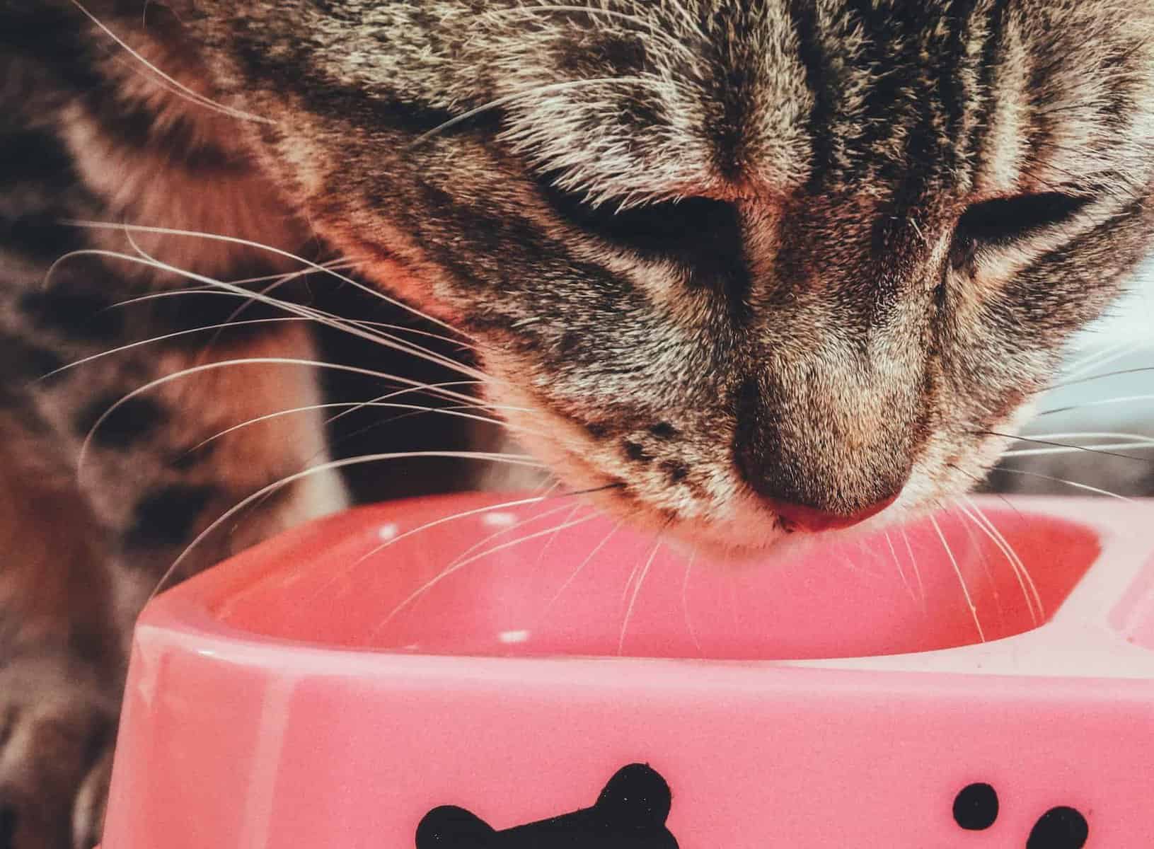 Best Cat Food For Bengals In 2023 Best Cat Food Reviews