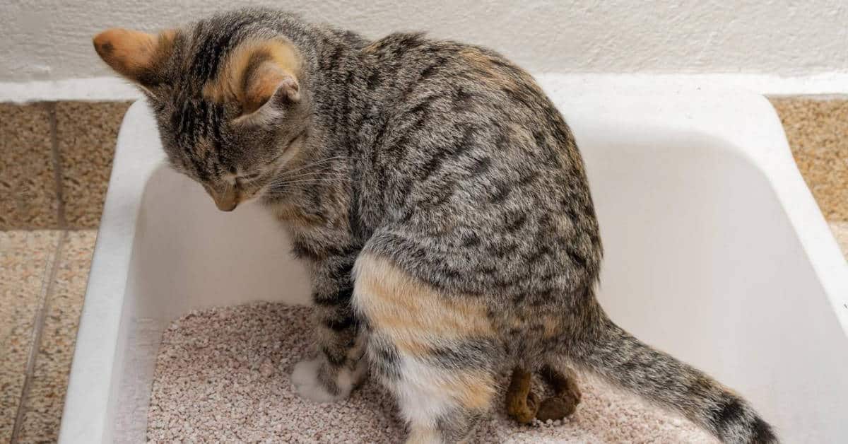 Best Cat Food for Smelly Poop Ultimate Guide in 2023 Best Cat Food