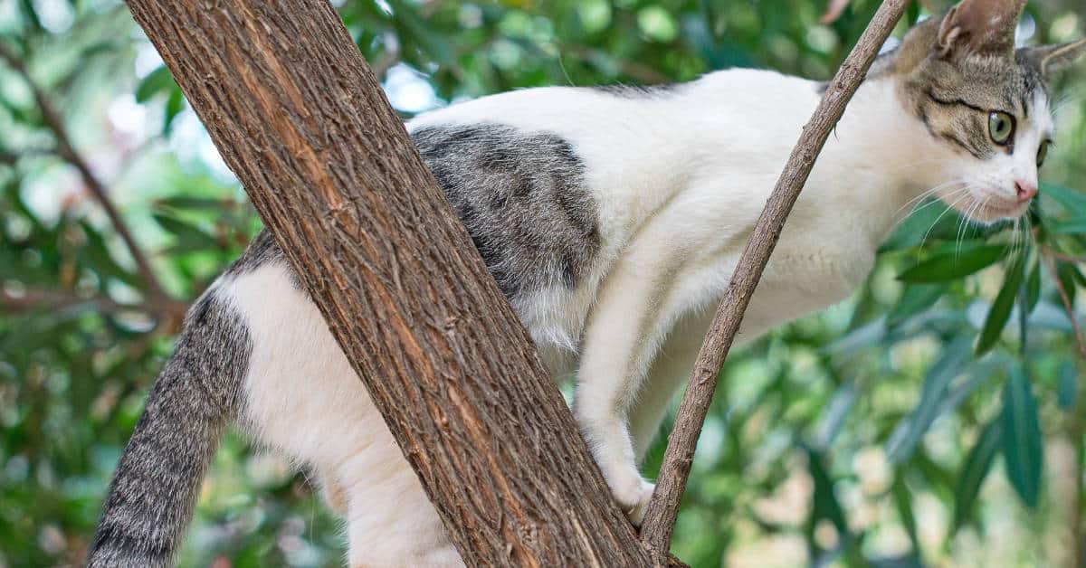 Best Cat Food for Ferals in 2023 Best Cat Food Reviews