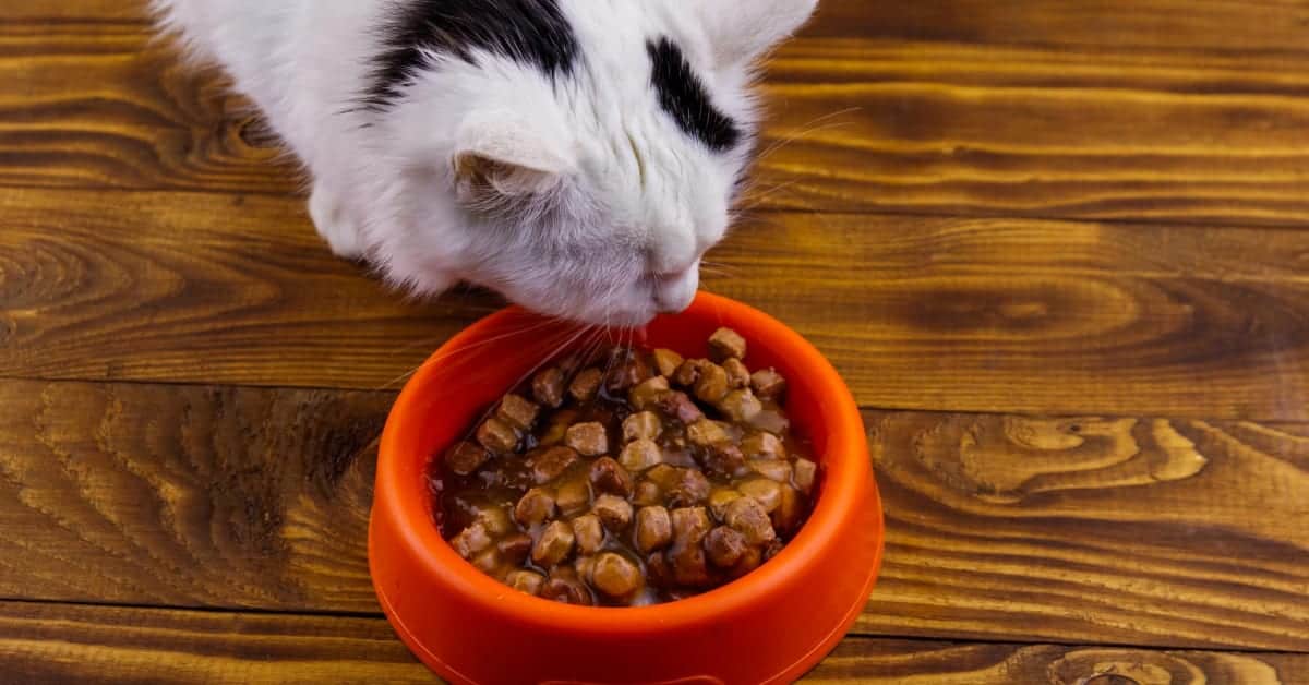 low-protein-cat-food-cat-food-dry-cat-food-cat-nutrition