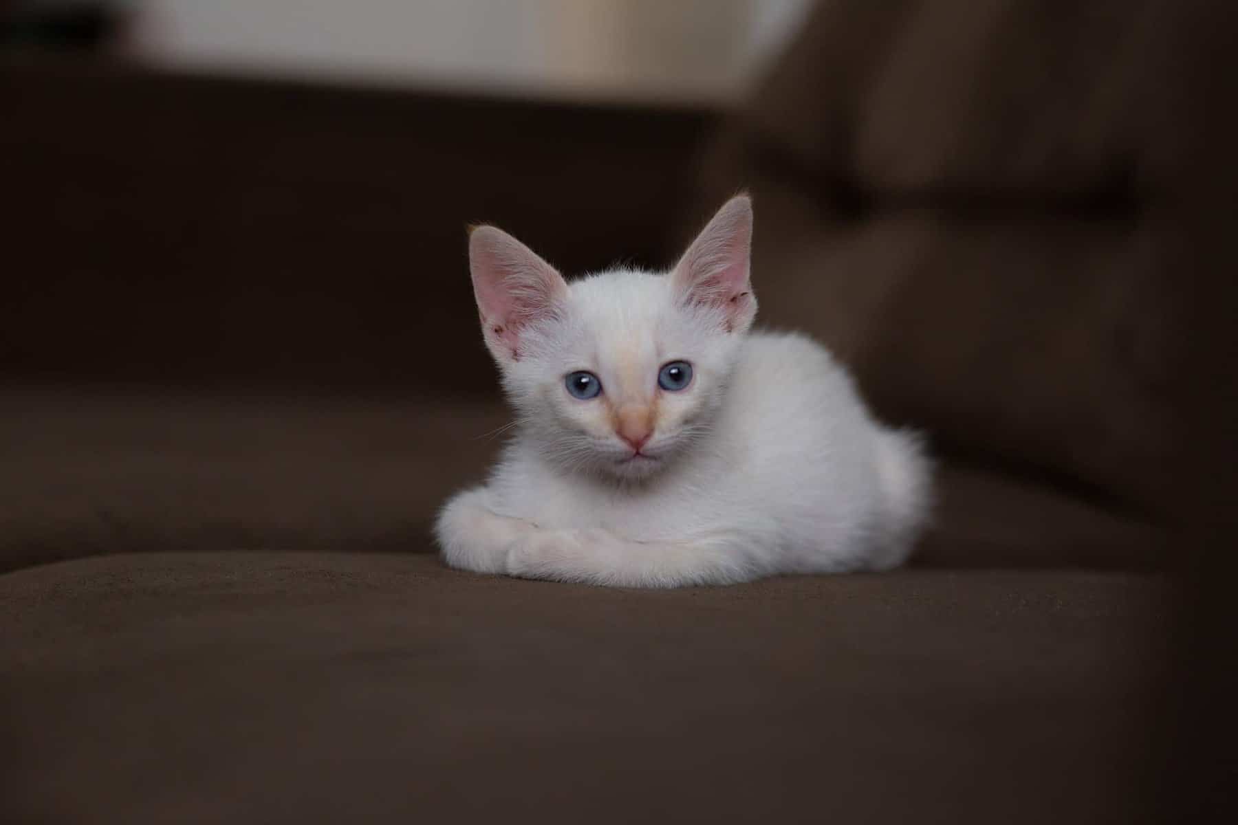 white-small-kitten-sitting-on-the-couch