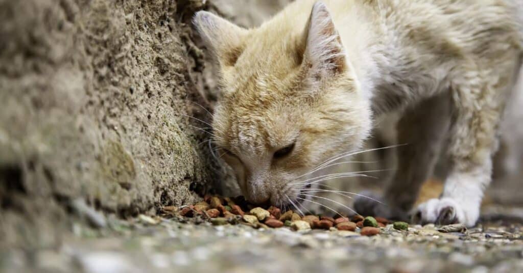 Best Cat Food for Ferals in 2023 Best Cat Food Reviews