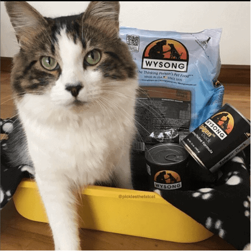 wysong cat food reviews