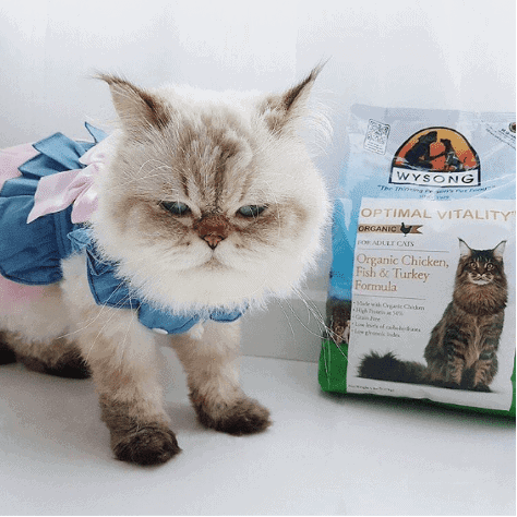 wysong cat food reviews watching