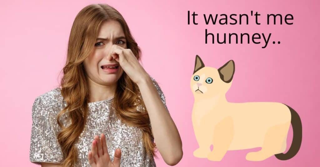 Best Cat Food for Smelly Poop Ultimate Guide in 2023 Best Cat Food