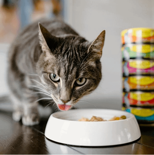 bengals cat having earthborn food