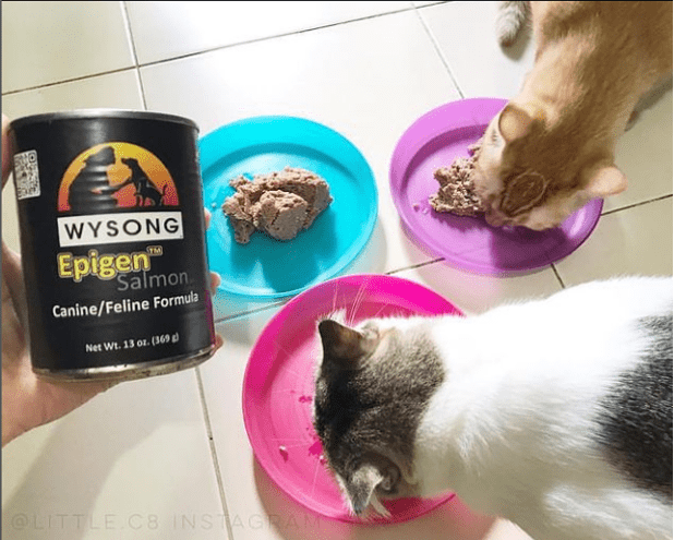 wysong cat food review