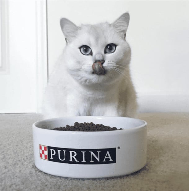 Kitten having Purina One food