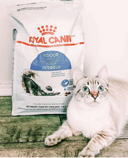 Best cat food for constipation