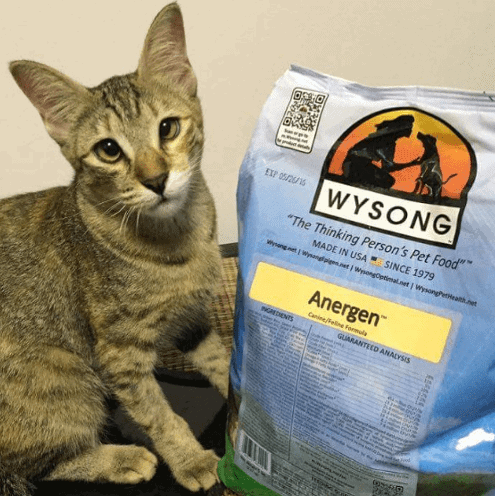 wysong top cat food review
