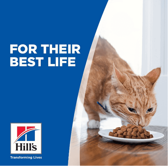 hils science kitten healthy diet