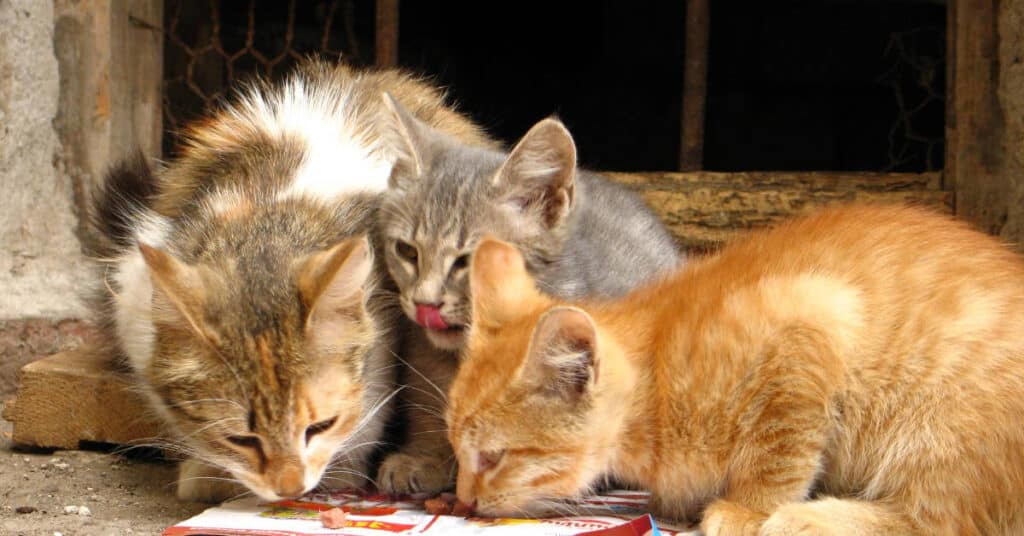 Best Cat Food for Ferals in 2023 Best Cat Food Reviews