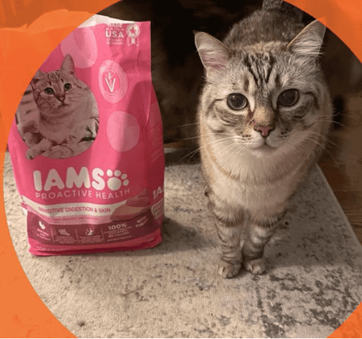 Best Kitten Food IAMS