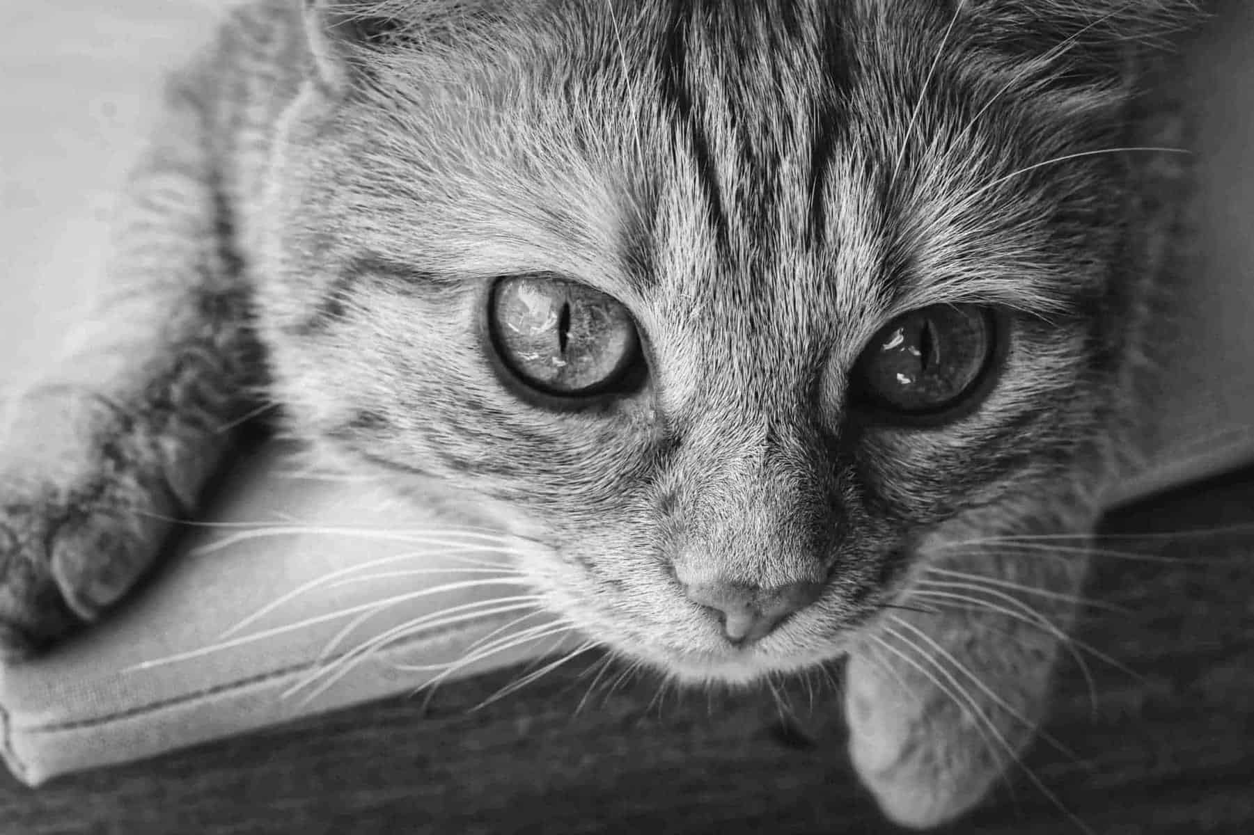 best cat food to prevent vomiting in cats