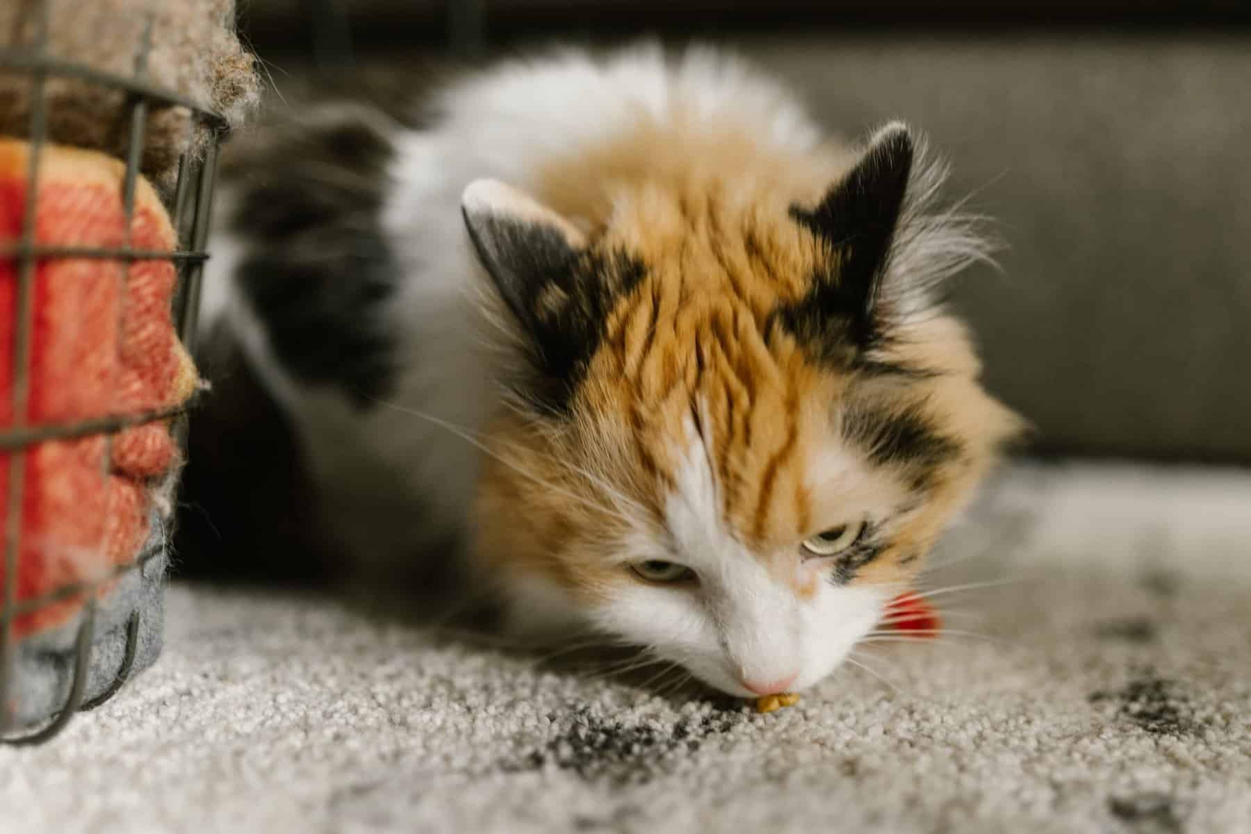 Best Cat Food To Prevent Vomiting in 2023 Best Cat Food Reviews