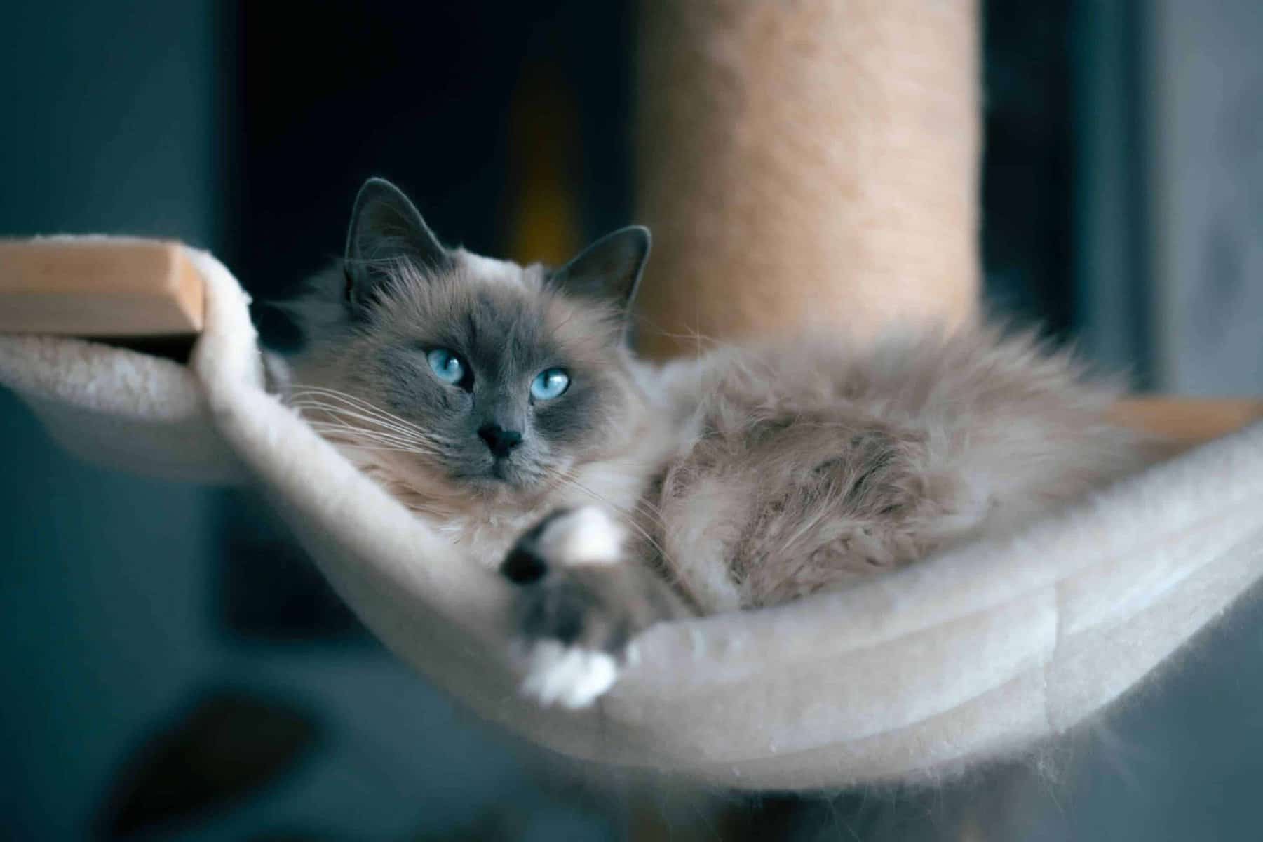 ragdoll resting in a couch