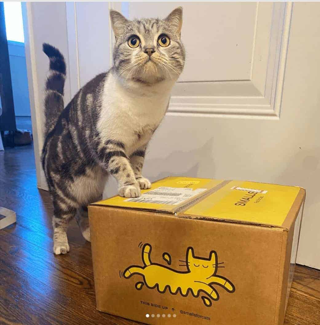 cat standing on smalls food box