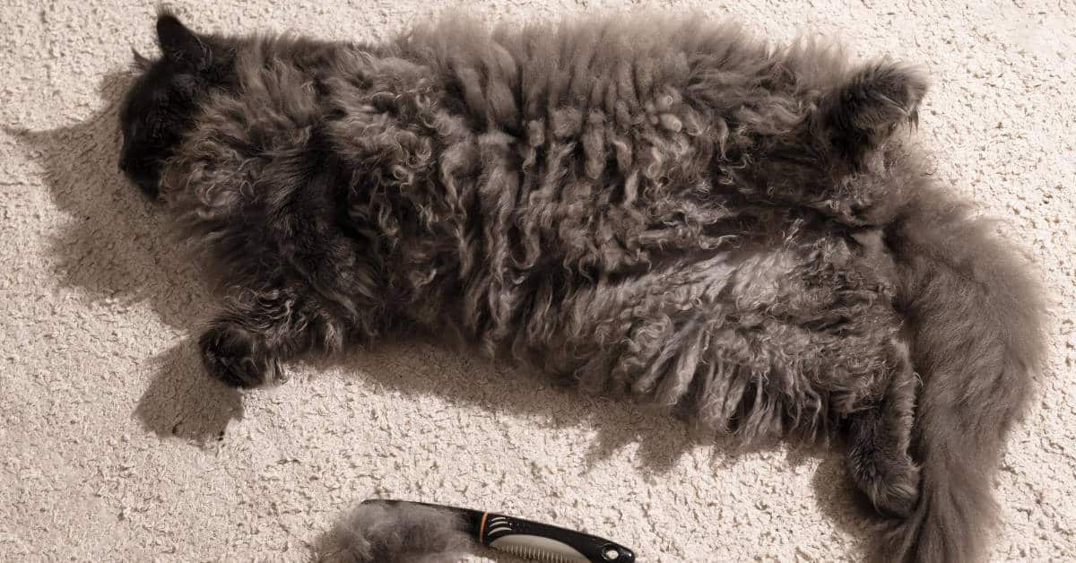 cat lying on floor hair shedding