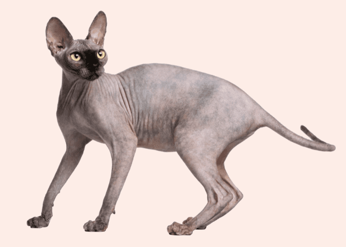 best cat food for sphynx