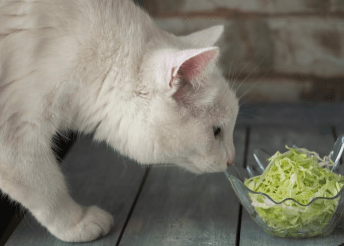 cat eating veggies and not chicken