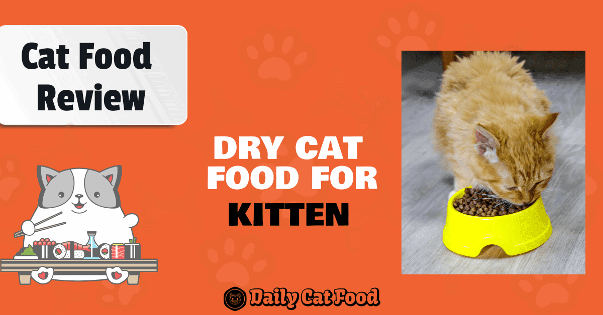 best kitten dry cat food