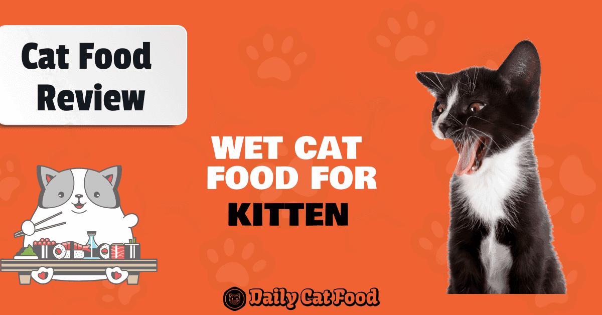 kitten wet food 
