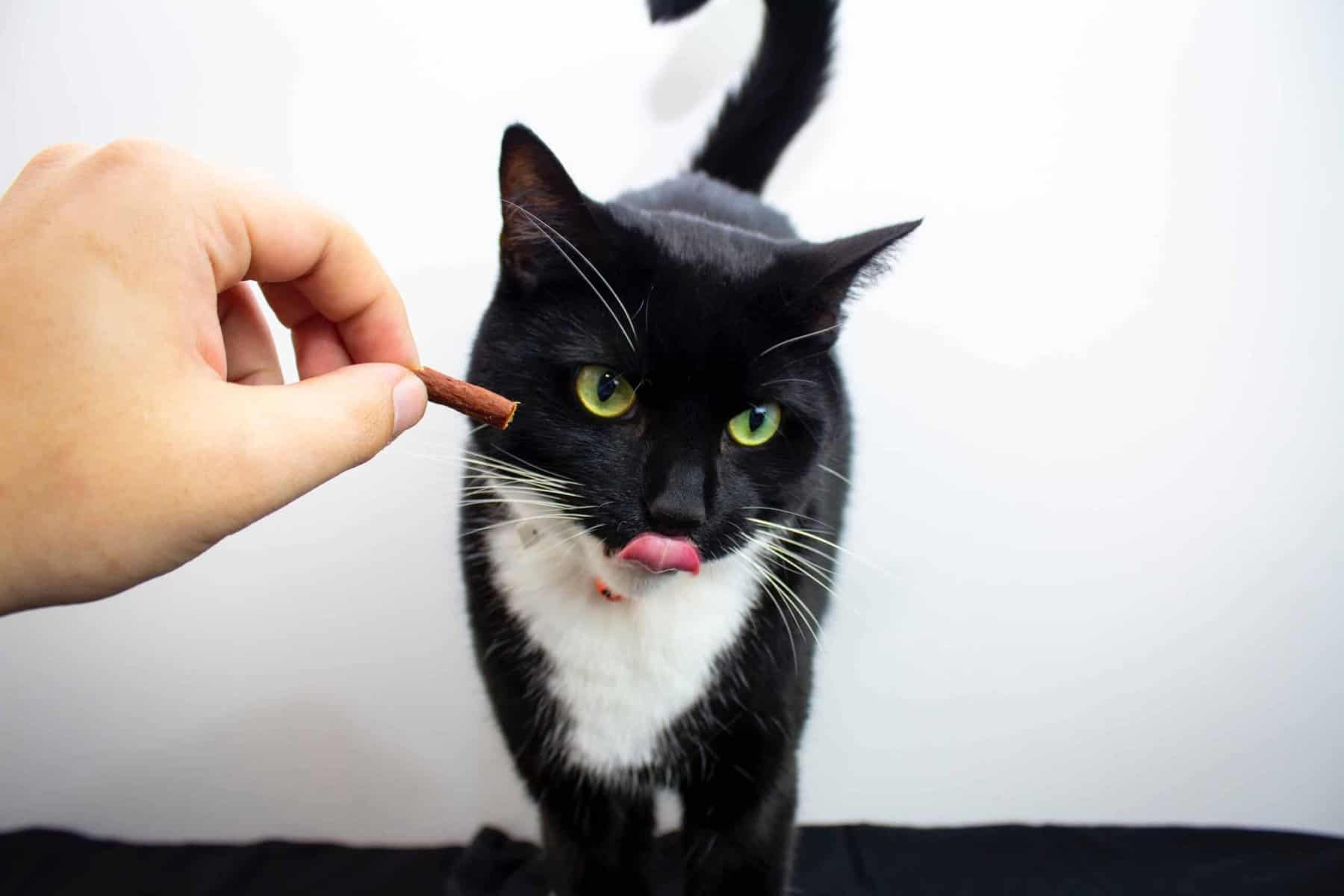 cat licking tongue with high protein low carb cat food