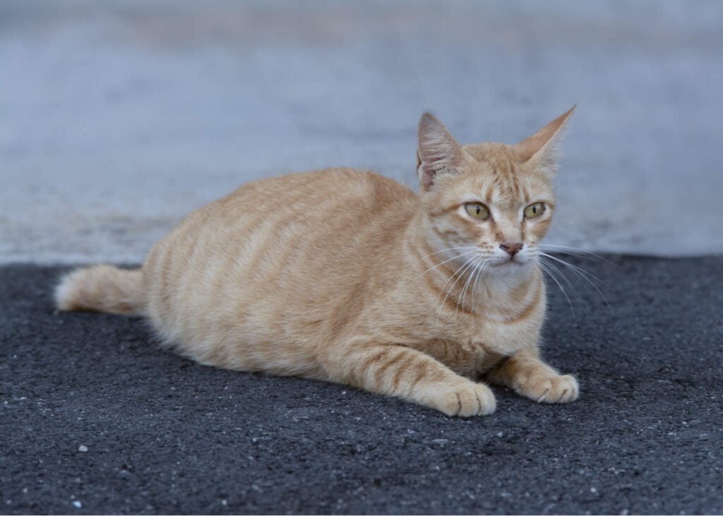 The Best Cat Food For Nursing Cats Top 9 Foods for Nursing Mothers