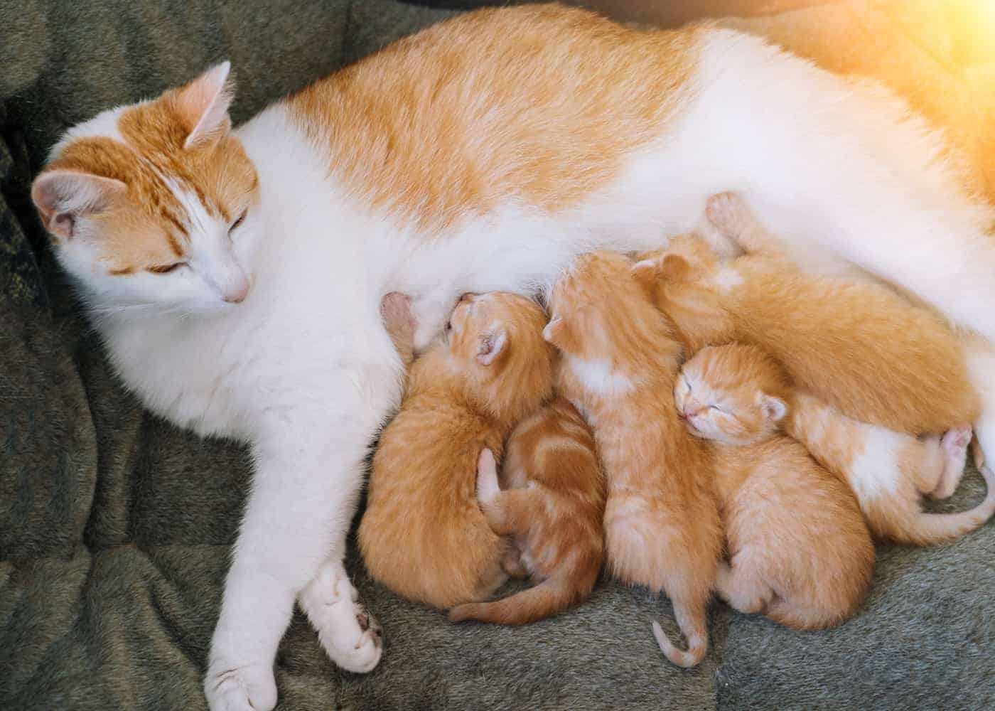 cat feeding multiple kittens