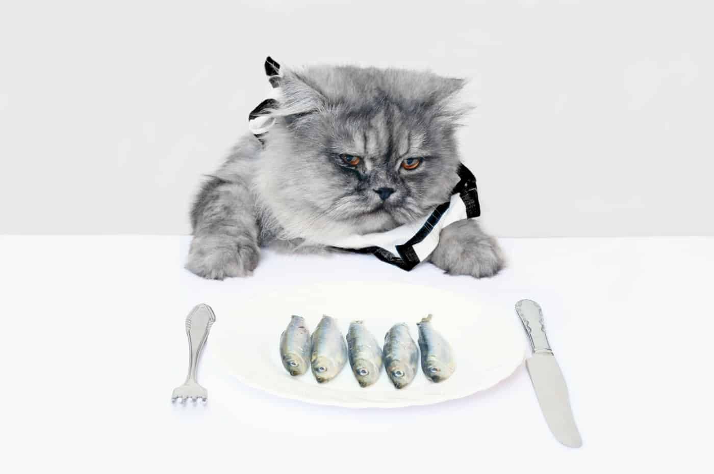 cat not eating fish