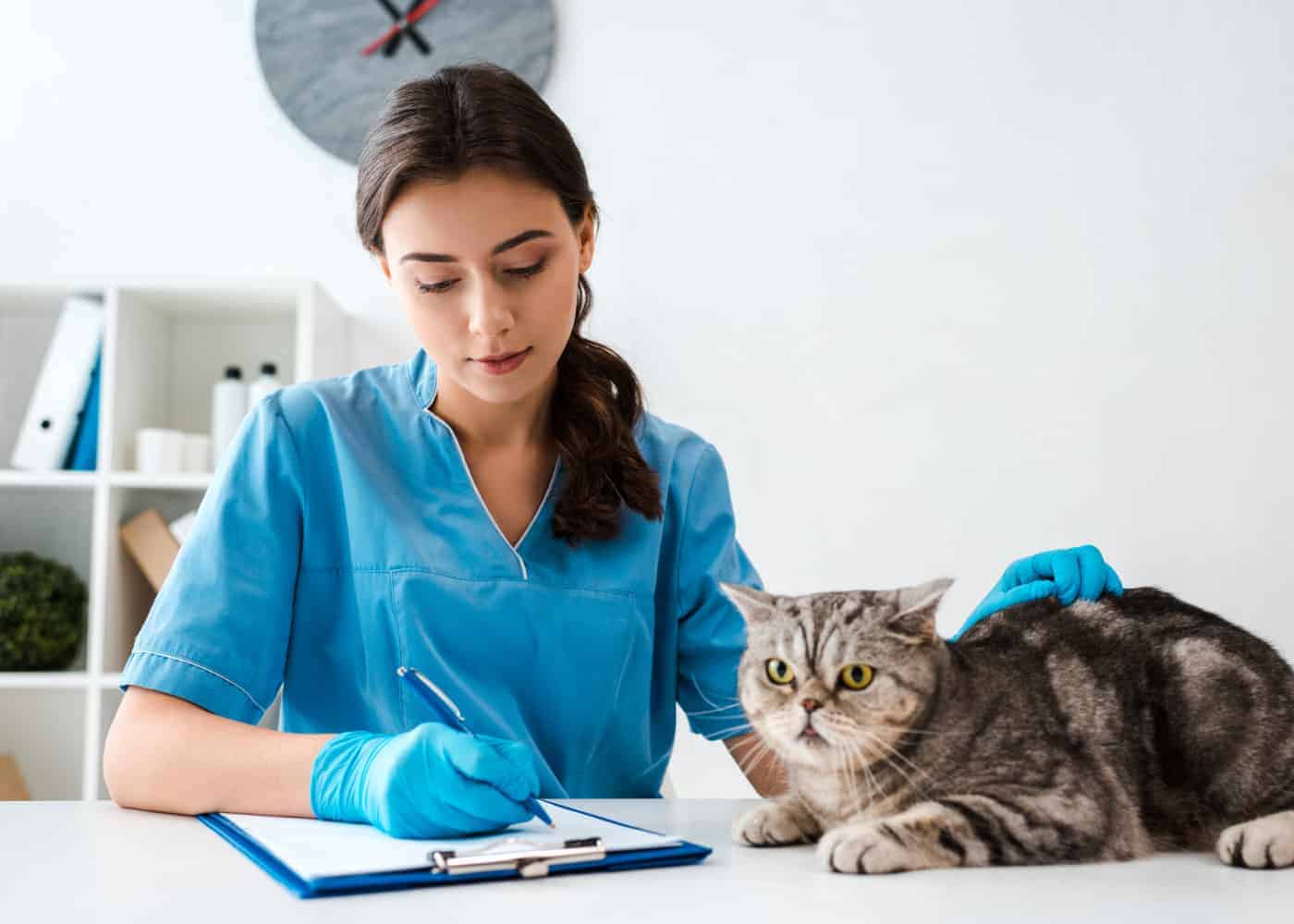 cat with a vet doctor