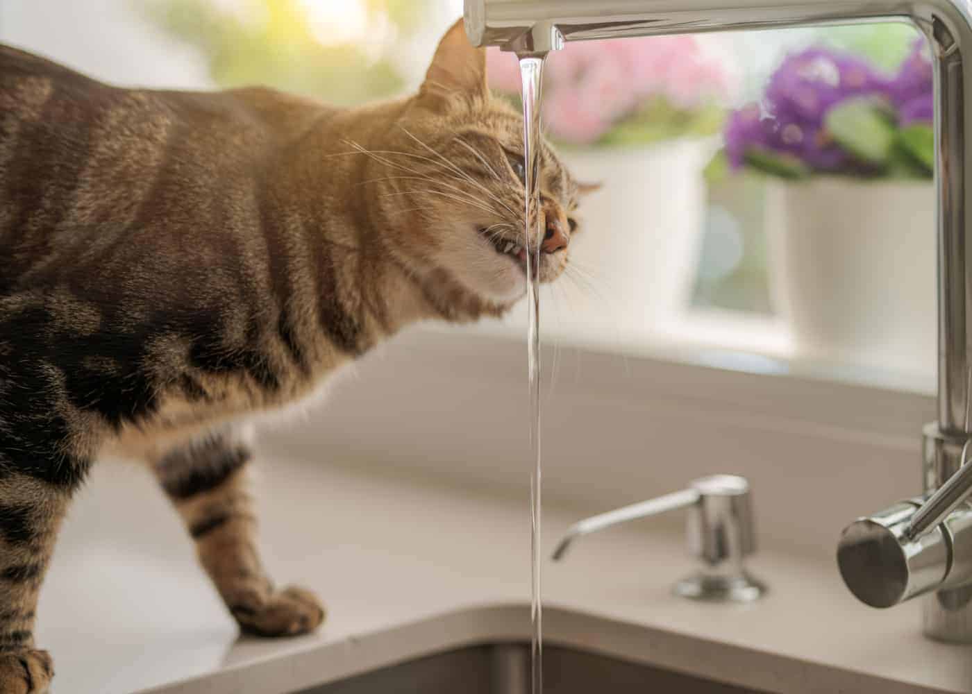 cat drinking water from tap