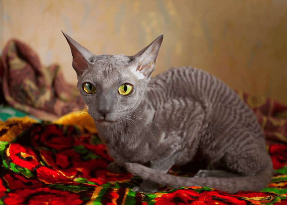 sphnyx cat on carpet