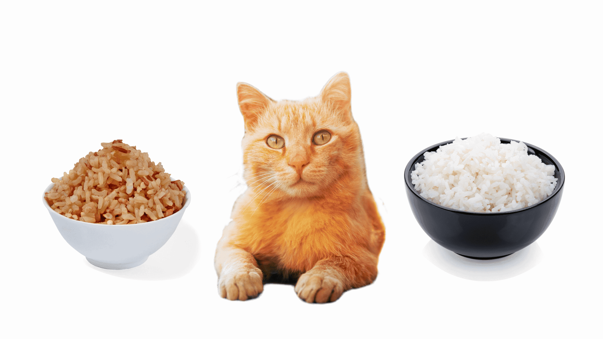 Brown Rice vs. White Rice For Cats